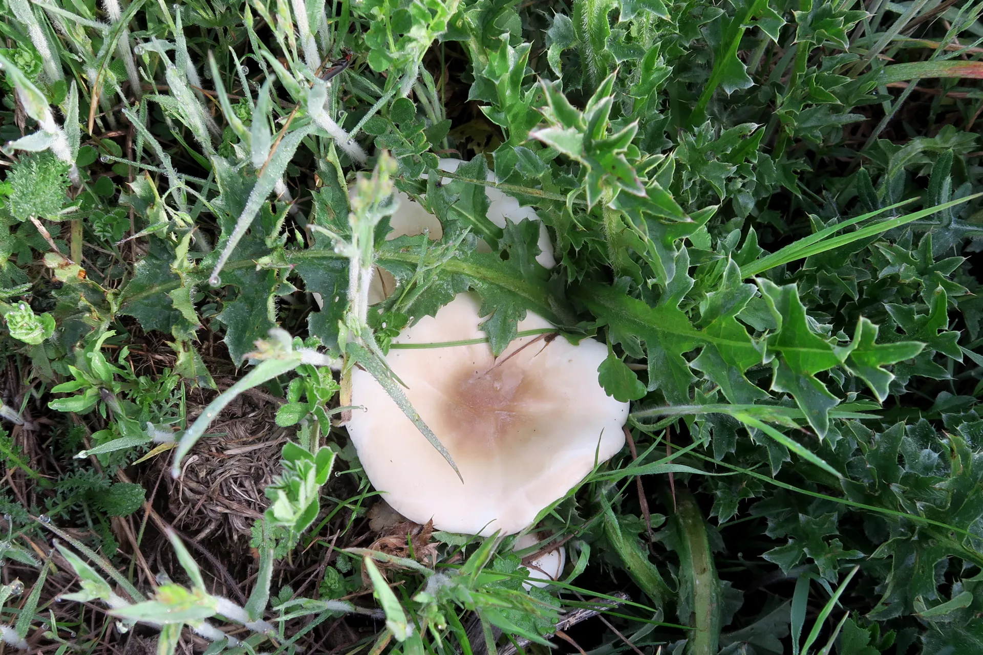 Melanoleuca grammopodia - 1